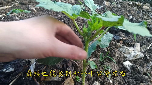 秋葵种植技巧，如何提高产量