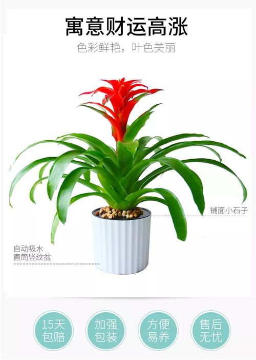 红星凤梨花移栽，如何避免黄叶