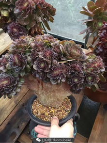 最贵多肉法师是哪个？揭秘这份清单
