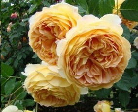 无名的裘德月季