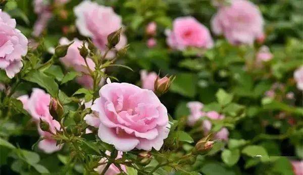 月季黄叶的原因分析及处理方法大揭秘