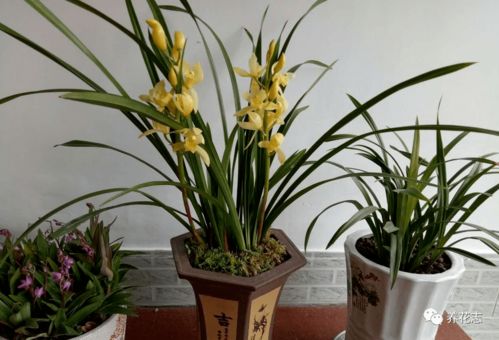 建兰什么季节开花？南北开花时间一样吗