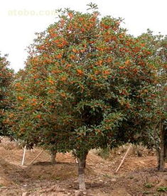 红叶石楠球的价格与品种