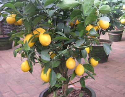 柠檬的养成计划