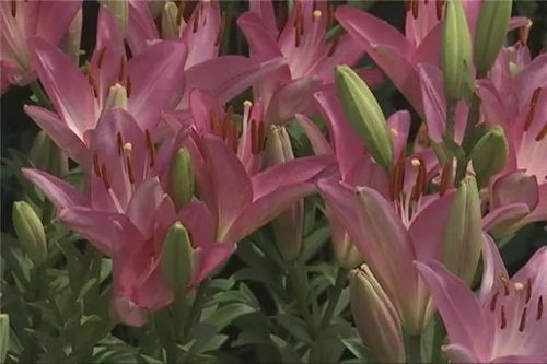 百合花的神秘形态：揭秘其独特外形与结构之美
