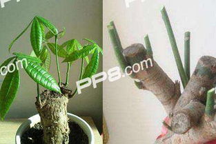 1. 平安第一， 修剪工具要备齐