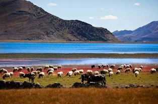 西藏高海拔地区的耐寒耐旱花草探秘