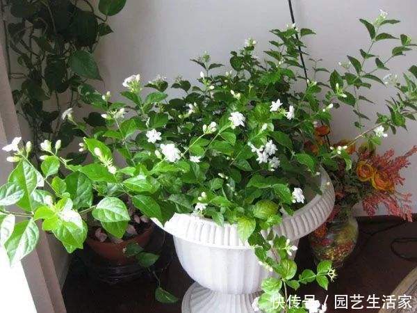 第二种：茉莉花， 香味扑鼻来