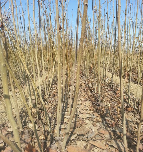 杜仲苗：杜仲赚钱， 杜仲种植，杜仲价格，杜仲基地信息