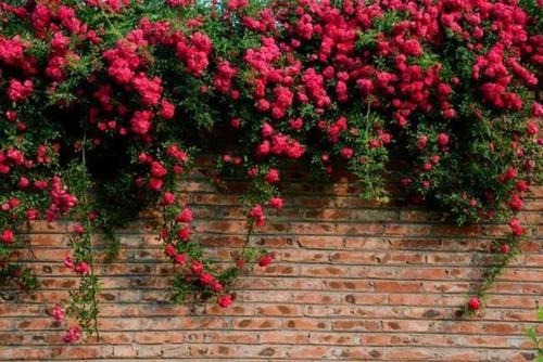 红木香：攀爬界的霸主， 生长如猛兽