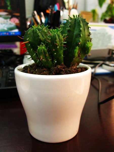 绿意盎然防线中的植物大战