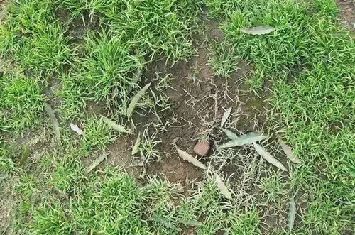 乙草胺的使用与效果