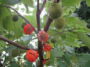 适应环境，关键期