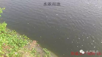 鱼塘水过肥导致藻类爆发，老养殖户亲测三招急救法，如何有效止损？