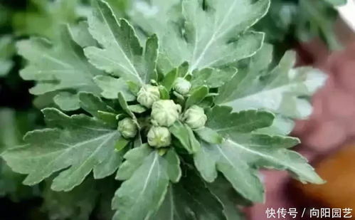 四季菊修剪方法中，如何根据不同生长阶段轻松掌握修剪技巧