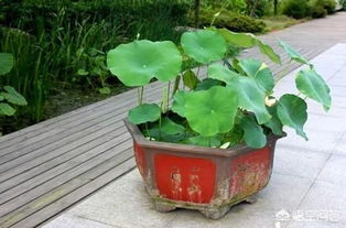 旱金莲，耐旱植物