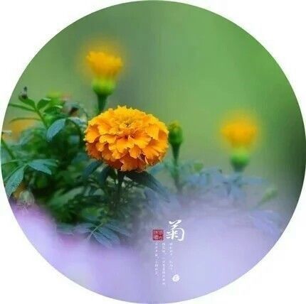 菊花古诗多表达对高洁品格的赞美和对人生境遇的感慨