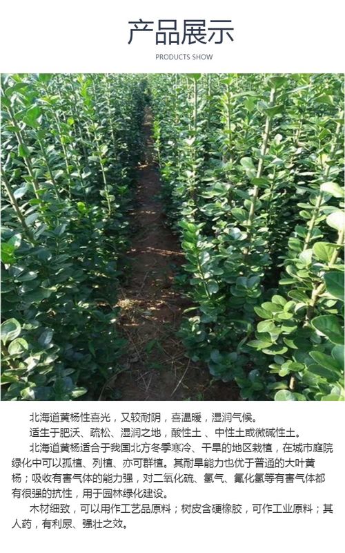 四季长青的园林植物