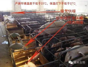 猪场生物安全五大管控要点，哪一项Ke以或缺？