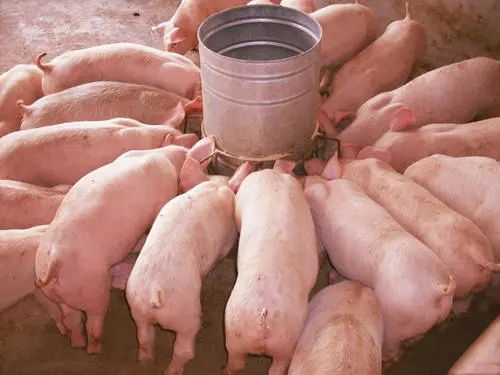 天热猪不吃食是什么原因导致的？如何解决？