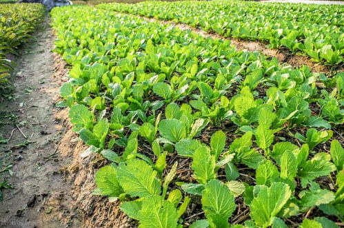 防治策略：轮作种植， 引入天敌