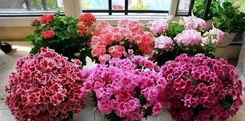 四月份北方种花小贴士：哪些花卉蕞适合你？