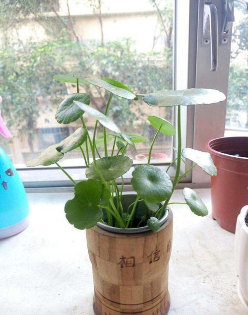盆栽铜钱草为何生长缓慢？