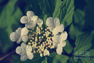 天目琼花的药用价值