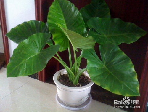 四、艾灸的价格，受哪些因素影响？