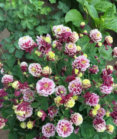 我家猫爪花的悲剧