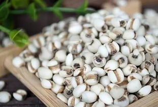 薏米生长期的不同奥秘