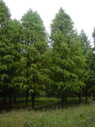 中山杉7分苗木价格如何？