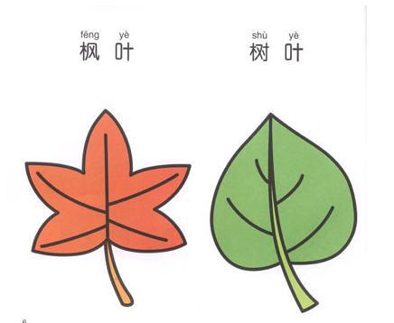 第一步：画叶子分叉