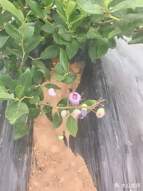 金锄头农业技术库里的花石榴