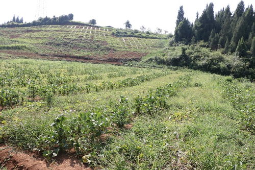 种植成本大揭秘