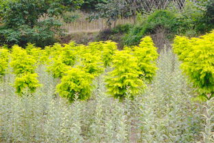 南方绿化树，你种了吗？