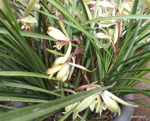兰草花种子如何生根发芽？