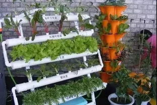 上海农房种菜， 别急，先kan土地情况