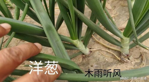 膨大素的使用，也有技巧哦