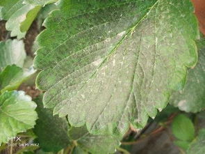 草莓苗药害后的解救方法探讨