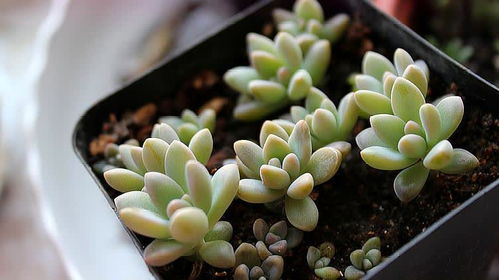 多肉植物养护技巧