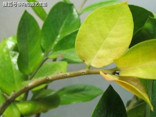 多肉金钱树黄叶脱落？快速救治攻略！