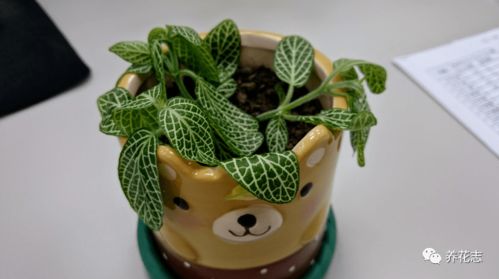 网纹草扦插后什么时候浇水最合适