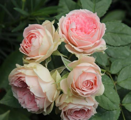 月季花之美，花期之长，你了解多少？