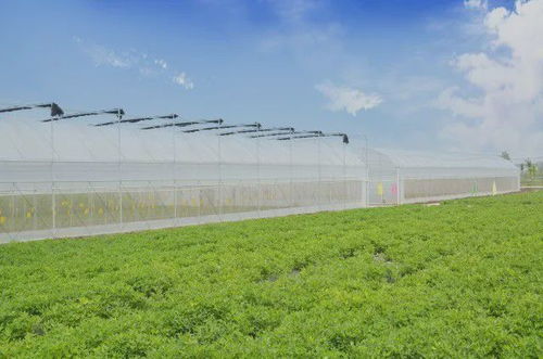 草种选择之基础入门