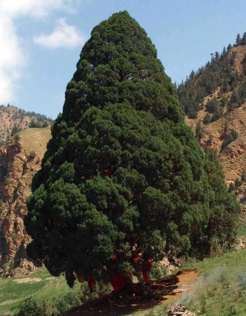不同规格的圆柏树价格有差异吗？