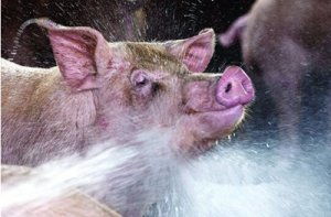 猪群亚健康不容忽视，警惕三大因素