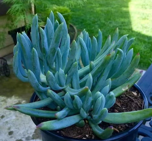 1. 多肉植物：耐旱耐阴， 生命力顽强