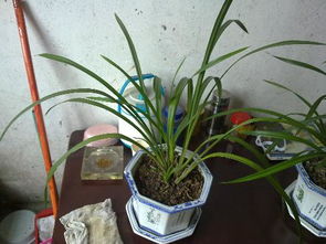 春兰的生长环境