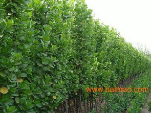 常见抗寒草种有哪些分类？